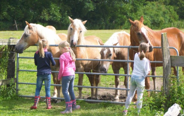 hof-viehbrook-erlebnisnachmittag hof-viehbrook-erlebnisnachmittag